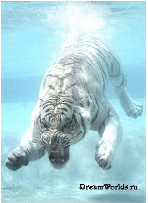 Легенды о белом тигре