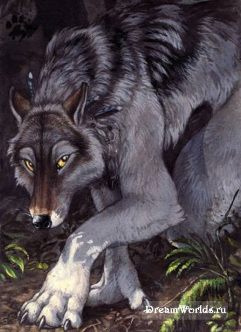 Волки-дикие свободные и..... одинокие....