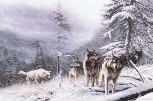 Моя коллекция картинок с волками 2