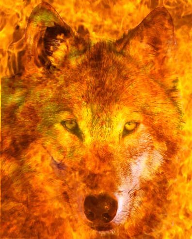 Огненные волки.