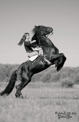 Лошадь и ее всадник