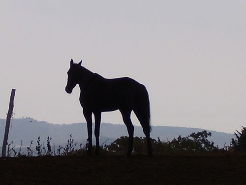 Лошадь и ее всадник 3