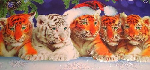 К Новому году про тигров