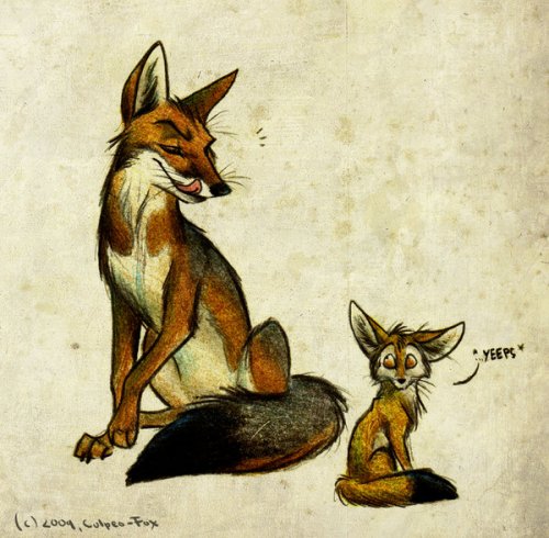   Culpeo-Fox. 