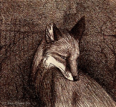 Culpeo-Fox. Alopecoides