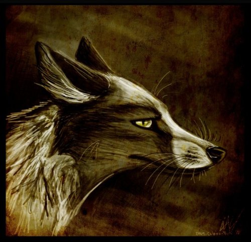 Culpeo-Fox. Alopecoides