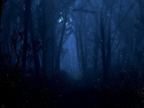 Одна ночь в лесу...