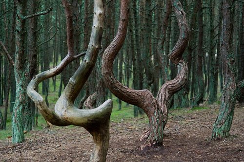Аномалии Земли. Танцующий лес