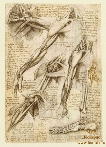 До Леонардо представители медицины мало интересовались анатомическими