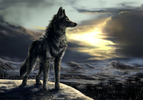 В мире волков WolfRoad. Часть 1