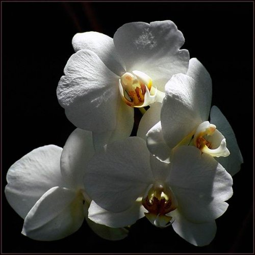 Магия цветов. Красавица-орхидея.
