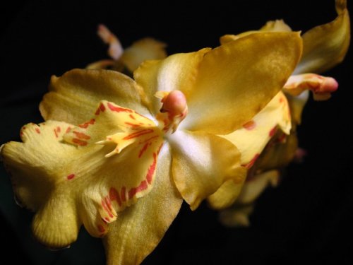 Магия цветов. Красавица-орхидея.