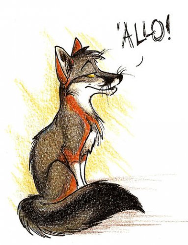 Culpeo-Fox! о, эти великие лисы