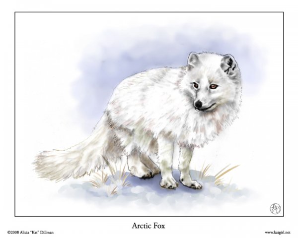Arctic fox & Lynx